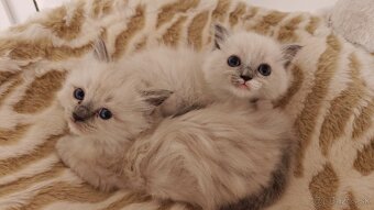 Ragdoll - 7
