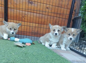 Welsh corgi - 7