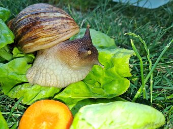 AFRICKÝ SLIMÁCI LISSACHATINA RETICULATA  VEĹKÉ JEDINCE - 7