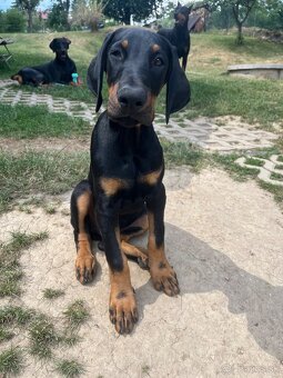 Doberman šteniatko-Psik - 7