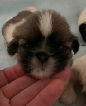 Krásne čistokrvné šteniatka Shih Tzu - 7