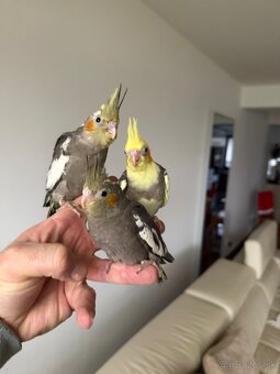 Korely Maznačikovia ručne dokrmene - 7