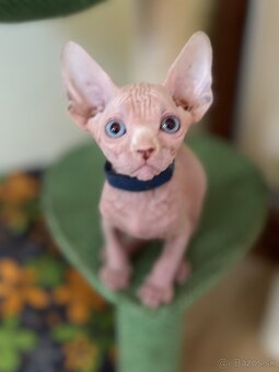 Kanadsky Sphynx - 7