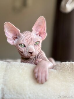 Kanadsky Sphynx - 7