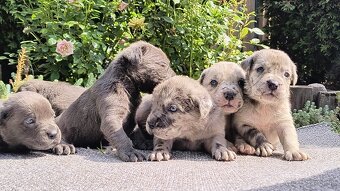 Cane corso Merle - 7