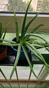 Aloe vera - 7
