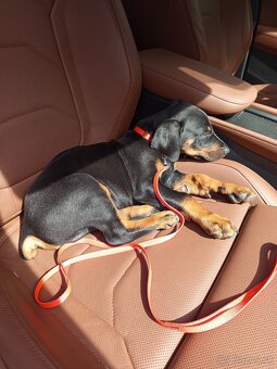 Doberman šteniatka - 7