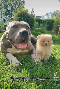 American bully xl/xxl - 7