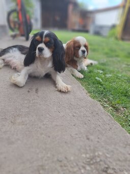 Cavalier king charles spaniel - 7