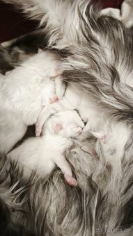 ❤️❤️❤️Maine coon mačiatka mainska myvala mačka ❤️❤️❤️ - 7