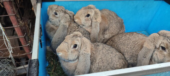 Predám zajacov FB - 7