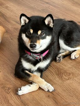 Shiba inu - 7
