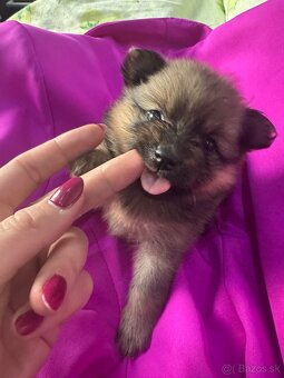 Nemecký špic, pomeranian - 7