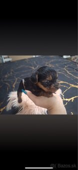 Mini Yorkshire terrier - 7