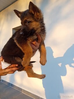 Nemecký ovčiak - 7