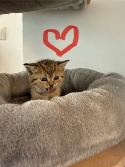 Škótske Klapouché/Rovnouché (Scottish Fold/Straight) - 7