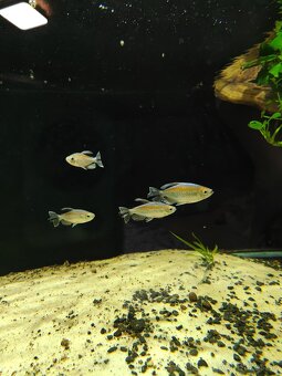 Predám tetra KONGO, skalar - 7