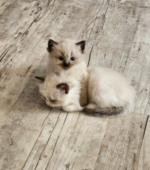 Ragdoll maciatka - 7