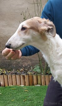 Barzoj ruský chrt s PP - 7