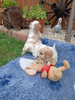 Cavapoo - 7