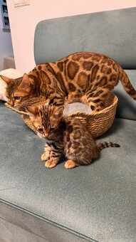 Bengalska mačka s rodokmeňom, Bengal Cat - 7