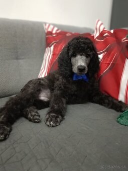 Pudel veľký (kráľovský) - 7