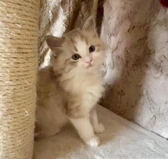 Ragdoll mačiatka - 7