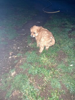 Darujem šteniatko - 7