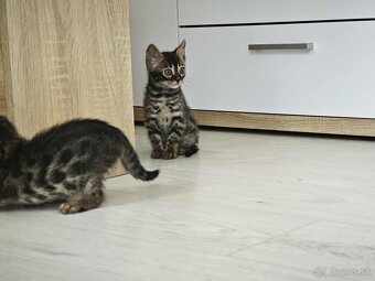 Bengálska mačka,kocur,mačiatko,Bengal - 7