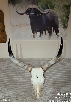 Trofeje, maďarský stepný - 7