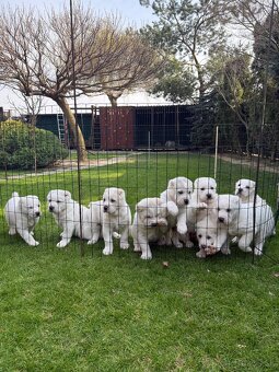 Stredoázijský ovčiak - 7