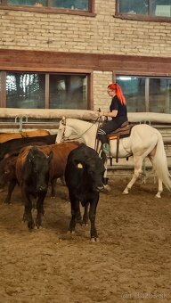 Pripúšťanie charakterným QH cremello žrebcom - 7