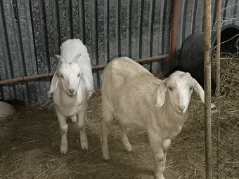 Anglonubijsky capko podielovy,predaj, pripustenie - 7