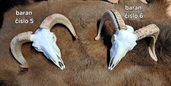 Trofeje, baran - 7