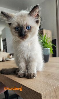 Ragdoll mačiatka - 7