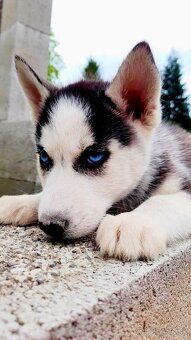 Sibirsky husky hasky - 7