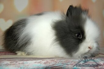 Zdrobnené Teddy,Minilop - 4.7. Žilina, Poprad, Prešov - 7