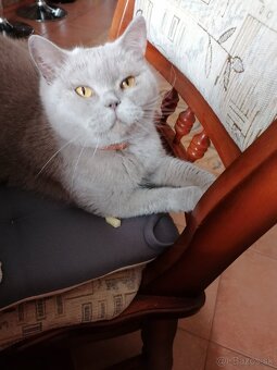 Britské mačiatka - 7