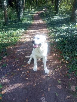 Labrador- krytie - 7