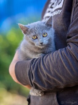 Darujem mačiatka z ulice - čierne, sivé, whiskas - 7