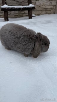 Zákrslý králik minilop❤️ - 7