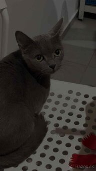 Darujem ruskú modrú mačku do dobrých rúk - 7