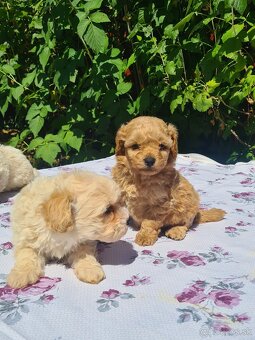 Maltipoo - 7