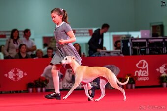 Šteniatko Vipet/Whippet s preukazom pôvodu - 7