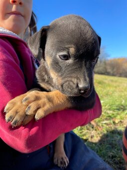 Šteniatka po super rodičoch ❤️ - 7