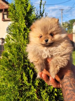 Oranžový špic -Pomeranian - 7