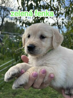 Šteniatka zlatý retriever - 7
