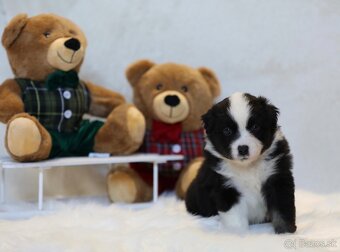 Miniatúrny americký ovčiak - 7