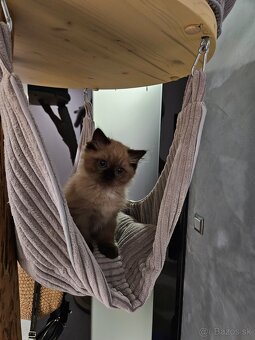 Koťata Ragdoll s PP - 7