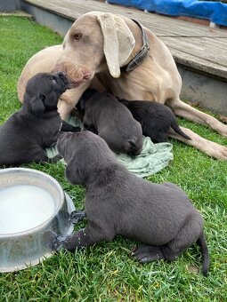 šteniatka od weimara - 7